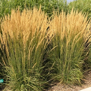 Molinia caerulea ssp. arundinacea 'Karl Foerster' 