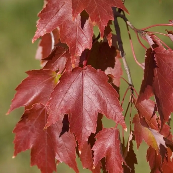 Acer rubrum 'Autumn Radiance&reg;' USPP23618P2