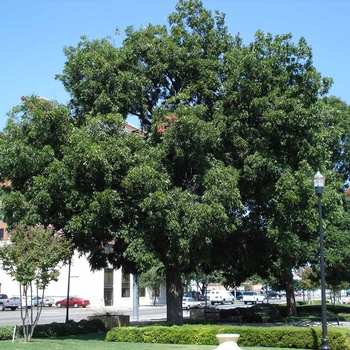 Carya illinoinensis 'Elliot' 