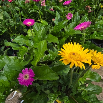 Gerbera 'Series' 25,324.