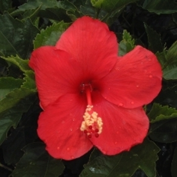 Hibiscus rosa-sinensis 'Double Peach & Double Red Combo'