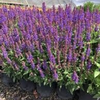 Salvia nemorosa 'White' 26,206
