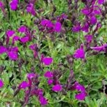 Salvia greggii