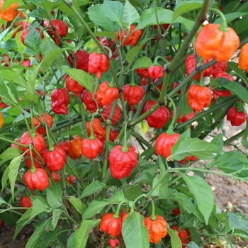 Capsicum chinense 'Armageddon' 