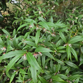 Sarcococca hookeriana