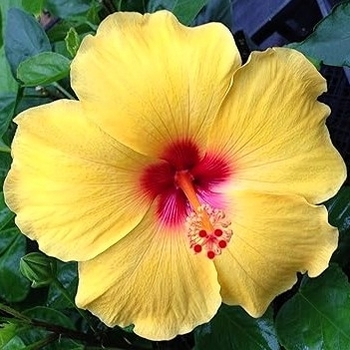 Hibiscus rosa-sinensis 'Yellow'