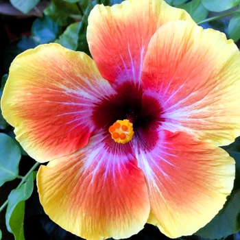Hibiscus rosa-sinensis 'Tequila Sunset'