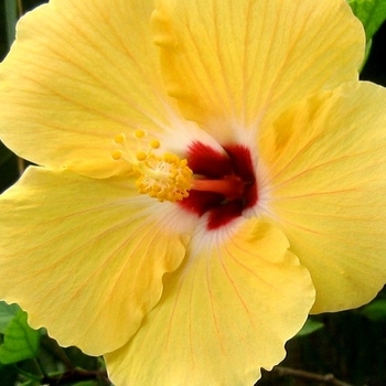 Hibiscus rosa-sinensis 'Sunset Yellow'