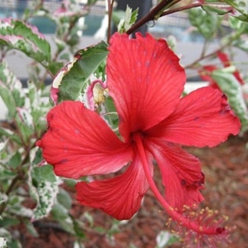 Hibiscus rosa-sinensis 'Snow Queen'