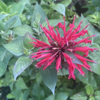 Monarda didyma 'Panorama Mixture' 
