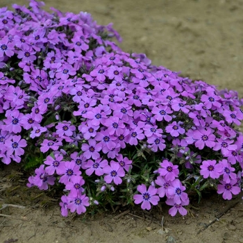 Phlox
