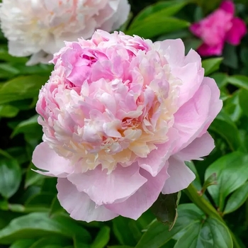 Paeonia lactiflora 'Angel Cheeks' 