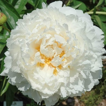 Paeonia lactiflora 'Bowl of Cream'