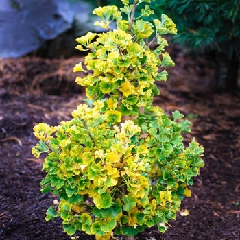 Ginkgo biloba 'Gnome'