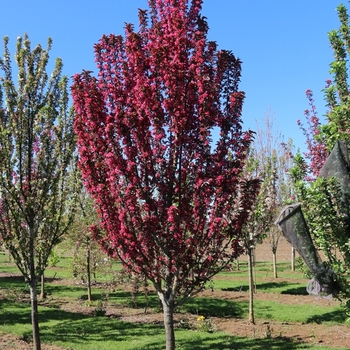 Malus 'JFS-KW213MX' PP31008