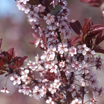 Prunus cerasifera 'Newport'