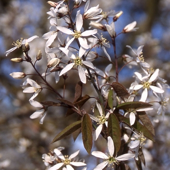 Amelanchier x grandiflora 'Princess Diana' 