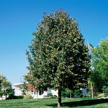 Tilia americana 'Bailyard' PP23005P3