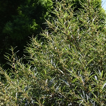 Rhamnus frangula 'Asplenifolia'
