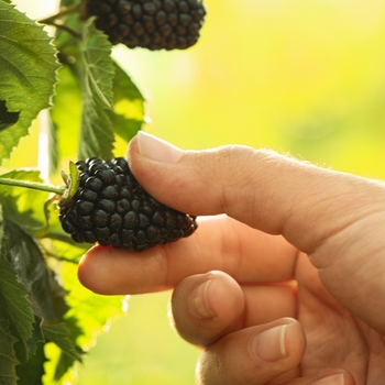 Rubus 'Osage'