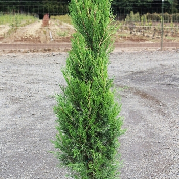 Juniperus virginiana 'J.N. Select Green' USPP29329P2