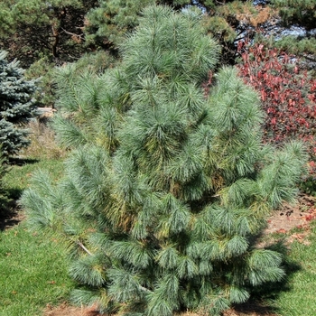 Pinus strobus x ayacahuite 'Domingo'