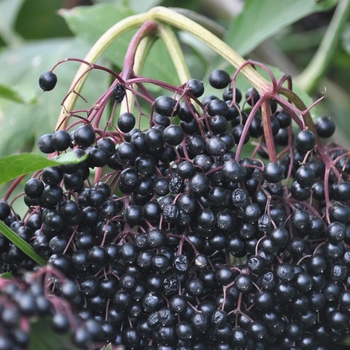 Sambucus canadensis 'Ranch' 