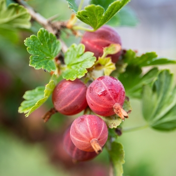 Ribes uva-crispa 'Hinnonmaki Red'