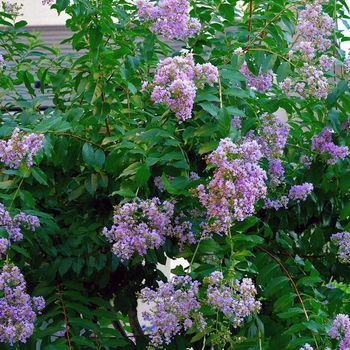 Lagerstroemia indica x fauriei 'Muskogee'