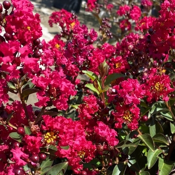 Lagerstroemia indica 'Whit IX' PP20,872