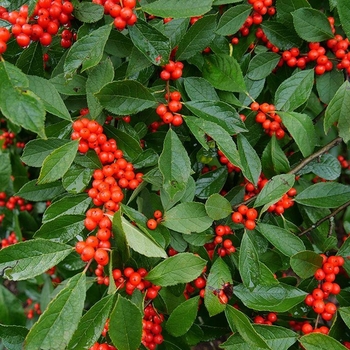 Ilex verticillata 'Combo'