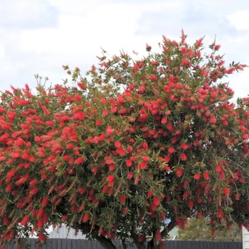 Callistemon viminalis 'Hannah Ray' 
