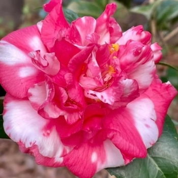 Camellia japonica 'Daikagura Variegated'