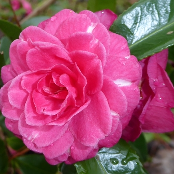Camellia sasanqua 'Purple Haze'