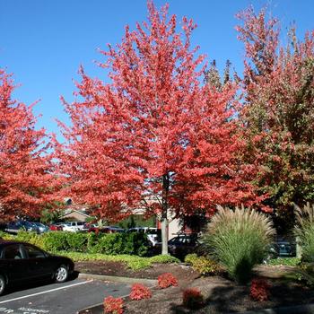 Acer rubrum 'Franksred' 7,152,197