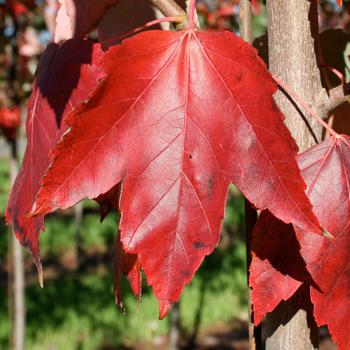 Acer rubrum 'Red Sunset®' (334493)