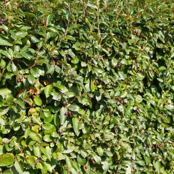Cotoneaster acutifolius var. lucidus