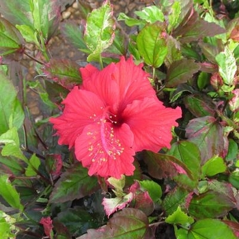 Hibiscus rosa-sinensis 'Orange Seduction'