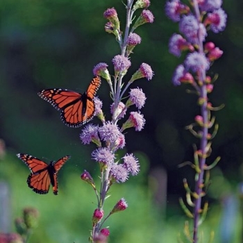 Liatris ligulistylis
