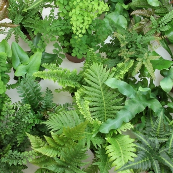 Asparagus densiflorus