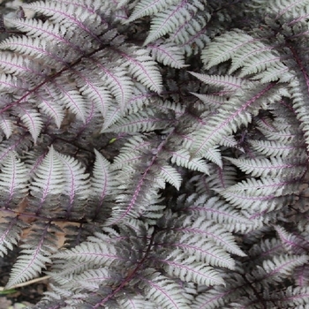 Athyrium niponicum 'Regal Red' 