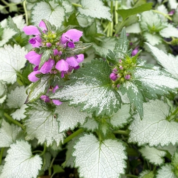 Lamium maculatum 'Ghost'