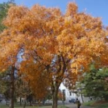 Koelreuteria paniculata 'JFS-Sunleaf' USPP25926P3