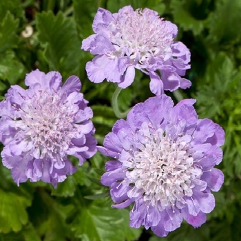 Scabiosa columbaria 'Blue' PP22720P2