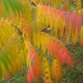 Rhus aromatica