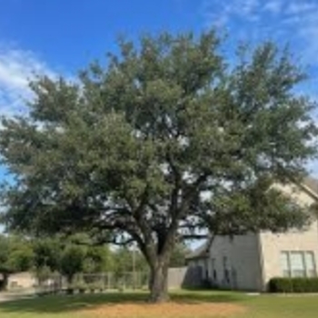 Quercus fusiformis 'Joan Lionetti' PP 27,646