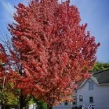 Acer rubrum var. drummondii