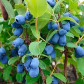Lonicera 'Tundra'