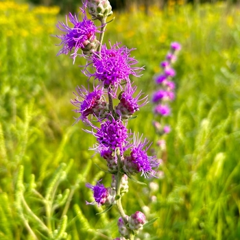 Liatris aspera