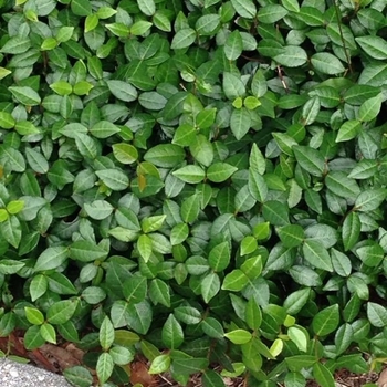 Trachelospermum asiaticum 'Minima' 